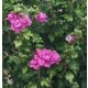  Kerti hibiszkusz Szíriai hibiszkusz DUC DE BRABANT Hibiszkusz cserépben 2L-C2