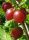  Gooseberry Captain palánta 1-2l-es edényben, 90-120 cm