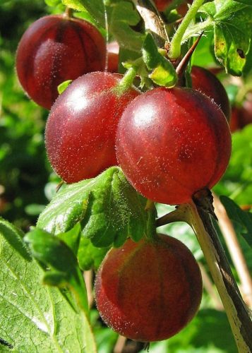  Gooseberry Captain palánta 1-2l-es edényben, 90-120 cm