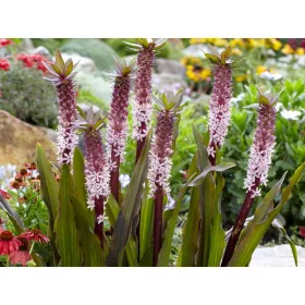  EUCOMIS | EUCOMIS | 'INDIAI NYÁR' | 1 darab.