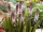  EUCOMIS | EUCOMIS | 'INDIAI NYÁR' | 1 darab.