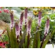  EUCOMIS | EUCOMIS | 'INDIAI NYÁR' | 1 darab.