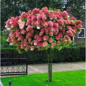 VANILLE FRAISE HYDRTENSIA EPER TÖRZSEN