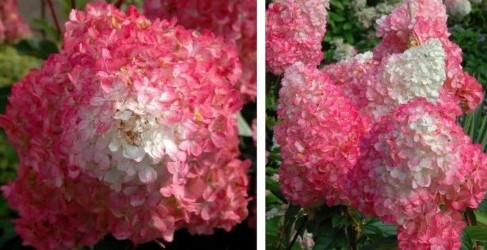 VANILLE FRAISE HYDRTENSIA EPER TÖRZSEN