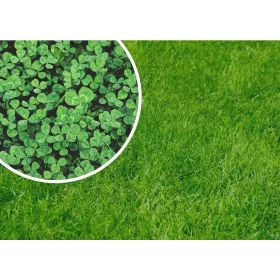    Dekoratív fű, száraz területekre, árnyékos területekre, kertre, legelőre Granum 800 m² 1 kg