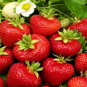    Erdei szamóca és eper POLKA EPER RENDKÍVÜL ÉDES ÉS HATALMAS GYÜMÖLCS 10 FRIGO A EPER 15-30 cm