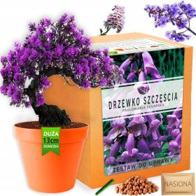    Növénytermesztési készlet: Boldogságfa Bonsai, Paulownia Imperial magvak