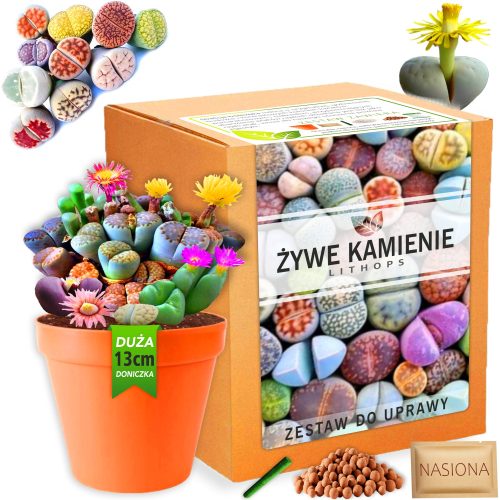  Szett növények termesztéséhez Living Stones LITHOPS magvak pozsgások Színek