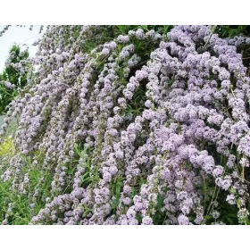    Sodort levelű BUDDLJA EGYEDI PBR Buddleja alternifolia SEDINGS P9