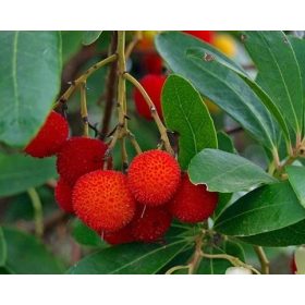   BLUEBERRY WADGE Arbutus unedo EPERFA VETÉS P9-ES TARTÁLYBAN