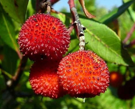 BLUEBERRY WADGE Arbutus unedo EPERFA VETÉS P9-ES TARTÁLYBAN