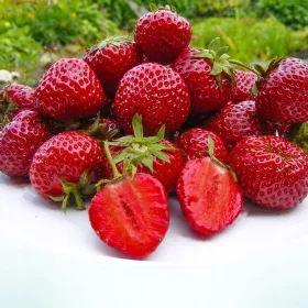    Erdei szamóca és szamóca MÉZES EPER NAGYON KORAI DESERT 10 DB FRIGO EPER VETÉS OSZTÁLY Csupaszgyökér palánta 15-30 cm