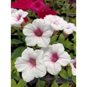  Supertunia Vista SILVERBORY 6 palánta
