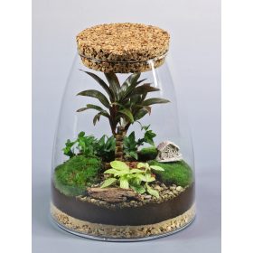   Növény terrárium - Erdő tégelyben, kész kompozíció, érme, pilea,