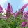  Buddleia ON THE TRUNK rózsaszín PINK DELIGHT palánták - ritkaság egyedi színnel