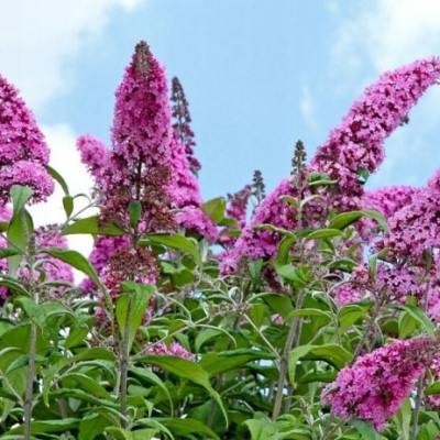  Buddleia ON THE TRUNK rózsaszín PINK DELIGHT palánták - ritkaság egyedi színnel