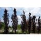  Oszlopos bükk Dawyck Purple 60-80cm C2