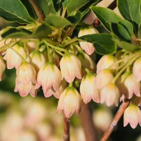    Enkiant harang alakú PRETTYCOAT, egy gyönyörű BOKROK JAPÁNBÓL