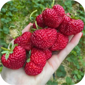    Erdei szamóca és eper Málna eper a legjobb legédesebb eper palánta szamóca csupasz gyökér palánta 5-20 cm