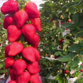    Erdei szamóca és eper Szamóca Selva A LEGÉDESEBB MÁSSZÓ LÓGÓ ISMÉTELŐ NAGY VETŐK 10 db csupasz gyökér palánta 5-10 cm