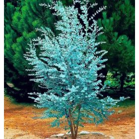 EUCALYPTUS GUNNI FAGYÁLLÓ SZÚNYÚZÓK