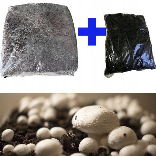 Micélium és mikorrhiza - Planto kocka fehér gomba micélium
