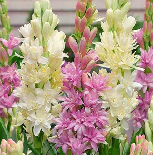 TUBERÓZA SZÍNKEVERÉK, Illatosított, 3 db + INGYENES