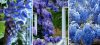 KÉK TÖRPE WISTERIA BLUE MOON NAGY VETÉSEK