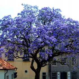    OXYTREE PAULOWNIA Shan Tong hibrid kék birodalmi BOLDOGSÁGFA
