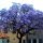  OXYTREE PAULOWNIA Shan Tong hibrid kék birodalmi BOLDOGSÁGFA