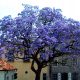  OXYTREE PAULOWNIA Shan Tong hibrid kék birodalmi BOLDOGSÁGFA