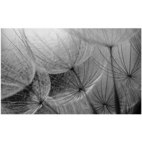 3D fotótapéták dandelions fotótapéták 368 x 254