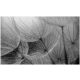 3D fotótapéták dandelions fotótapéták 368 x 254