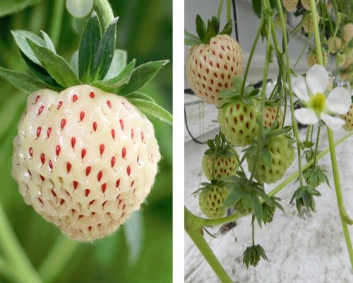  Erdei szamóca és eper FEHÉR ANANÁSZ EPER FENYŐBOGYA 10 DB VETŐ csupasz gyökér palánta 10-15 cm