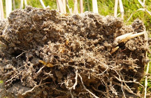  Miscanthus Óriás rizóma palántafű XXL 10 db friss