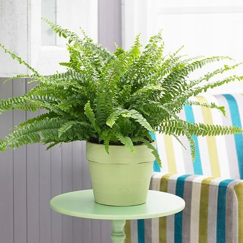  Páfrány Nephrolepis Exaltata palánta 1-2 literes edényben