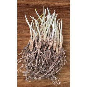 MEDVEFOGYMA hagyma palánta 60 db