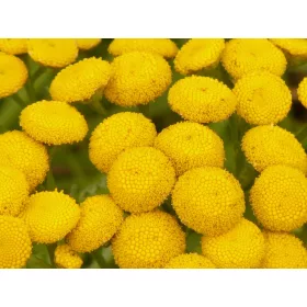  Sárga őszirózsa, csupasz gyökerű palánta, 10 cm