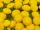  Közönséges tansy 10 db - tanacetum vulgare palánta