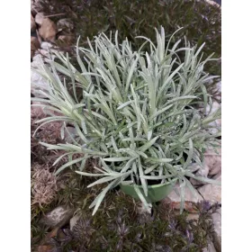    Olasz Helichrysum Magi Maggi, a palánta áttelel és szagol