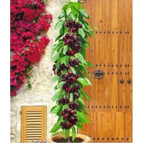    Cseresznye és cseresznye Aszerint Leírás: palánta bálában 130-160 cm
