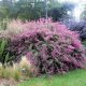  Lespedeza bicolor BI-COLORED fagyálló, szépen virágzó CSERÉ