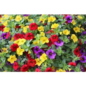    Surfinia csomag 4x Surfinia Petunia Calibrachoa Million Bells