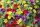  Surfinia csomag 4x Surfinia Petunia Calibrachoa Million Bells