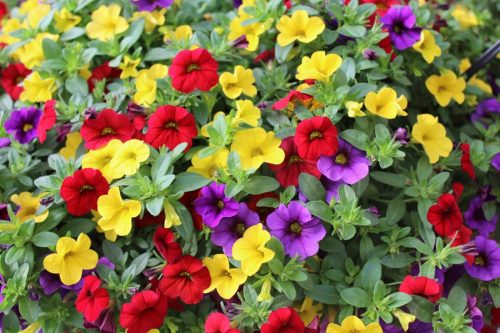  Surfinia csomag 4x Surfinia Petunia Calibrachoa Million Bells
