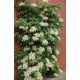  Hortenzia, palánta 0,5l-es edényben, 30-50 cm