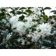  OSMANTUS BURKWOODA Osmanthus burkwoodii szép P9