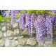  Wisteria MACROBOTRYS Kínai wisteria GYÖNYÖRŰ LEVENDULA KÓZSÍTÓ NAGY VETÉS