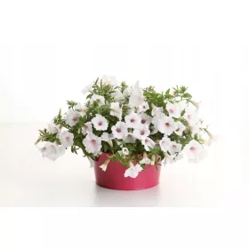 Petunias Supertunia VISTA SILVERBERRY P7 - 6 db