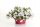  Petunias Supertunia VISTA SILVERBERRY P7 - 6 db